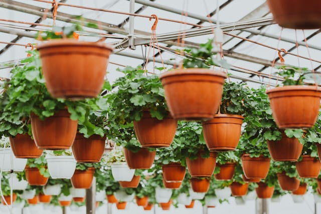 potted plants hanging in a greenhouse