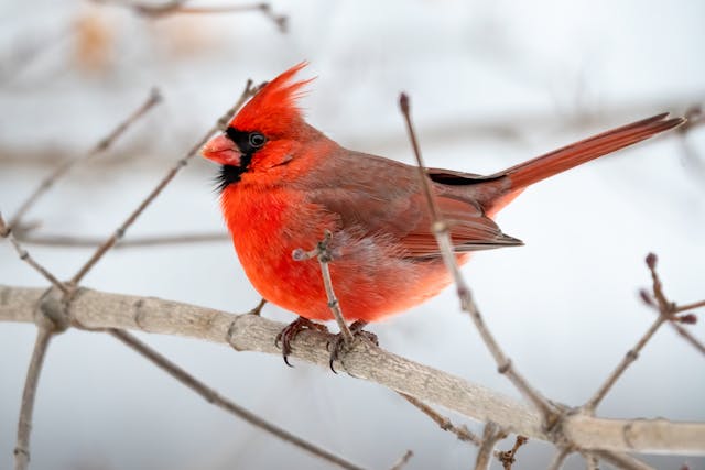 a cardinal in snow covered trees