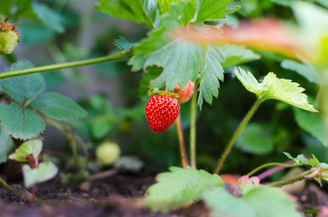 a strawberry growing in a garden