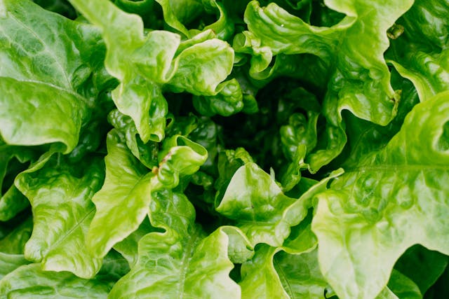 lettuce up close