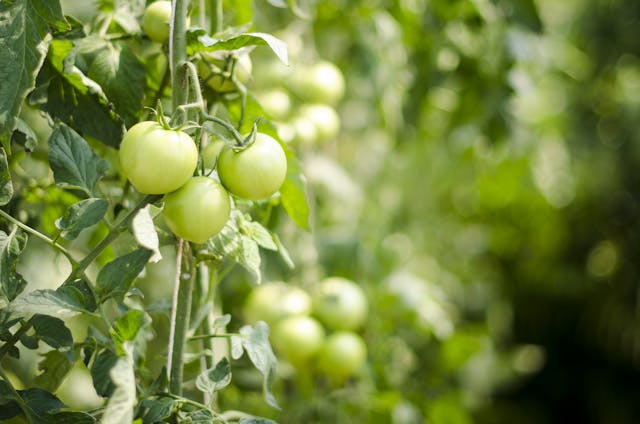 green tomatoes growing in a garden