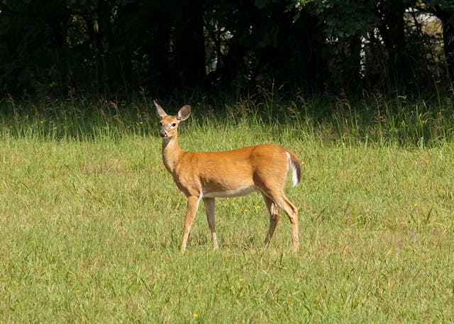 a deer standing on a lawn