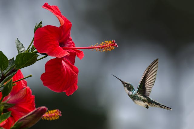 a humming bird and a large red flower
