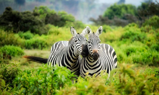two zebras in bushes