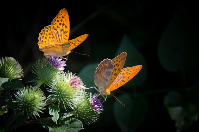 butterflies resting on blooms