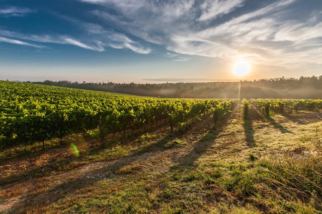 a wine vineyard during the day