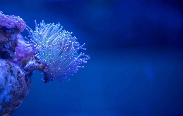 a coral in blue ocean
