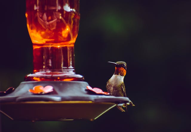a bird sitting on a birdfeeder