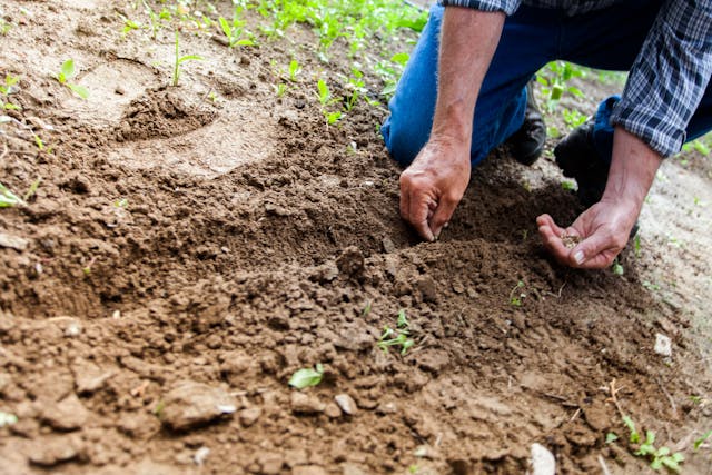 an older man kneeling to put seeds into the ground