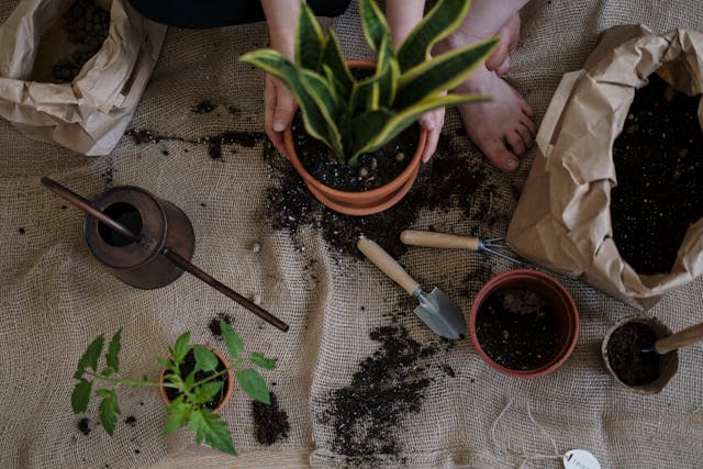 a snake plant in a pot on a tarp with other gardening supplies.