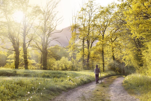 a person with a walking stick walking in the woods during the day